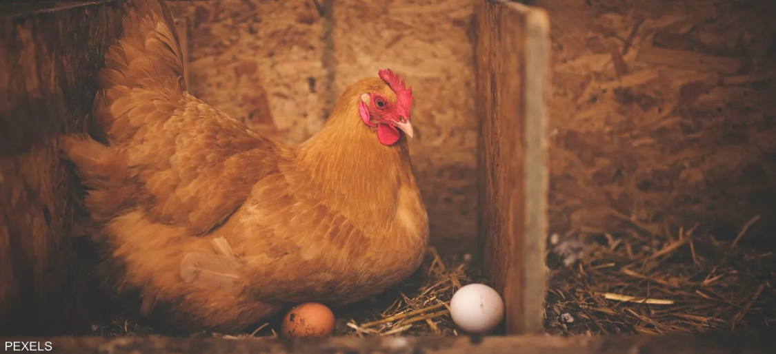 Which came first, the chicken or the egg? Scientists finally settle the debate